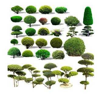 球类造型树免费下载 - 园林景观素材 - 土木工程网