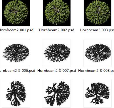 344个园林树木写实平面图PSD素材源文件