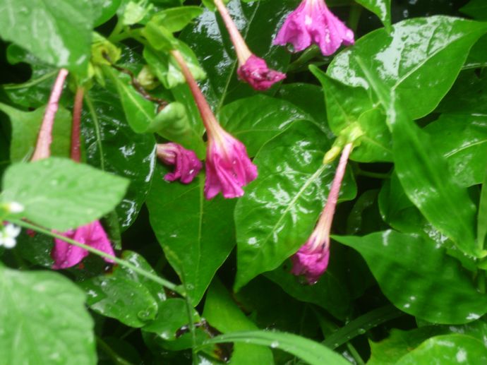 正文  紫茉莉 拉丁学名:mirabilis jalapa 科属:紫茉莉科紫茉莉属