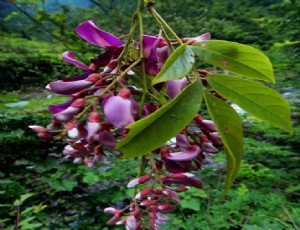 香花崖豆藤